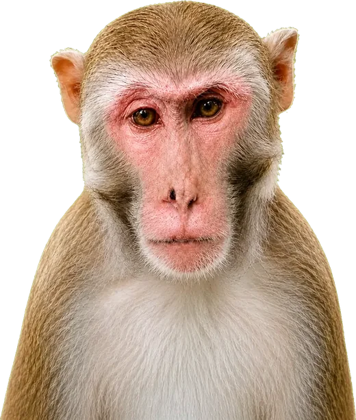 The monkey waiting for an answer